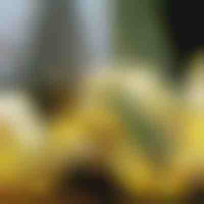 Fita de Natal Brilhante (500 cm) | SHINESTRAP